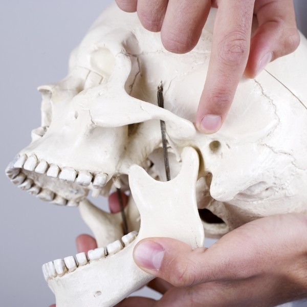 Jaw and skull model used to explain T M J treatment